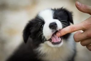 puppy-biting