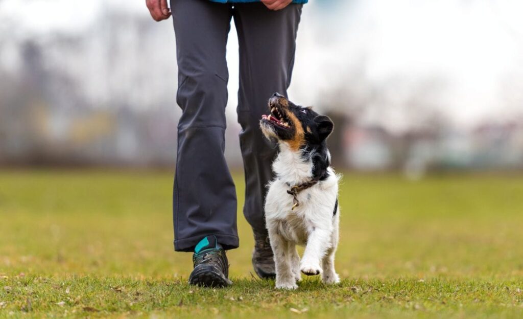 dog training commands